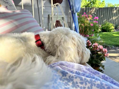 Rosie